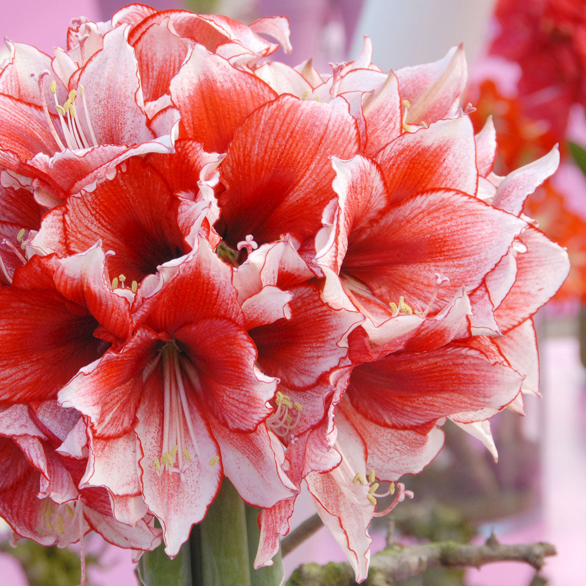 Amaryllis Stardust