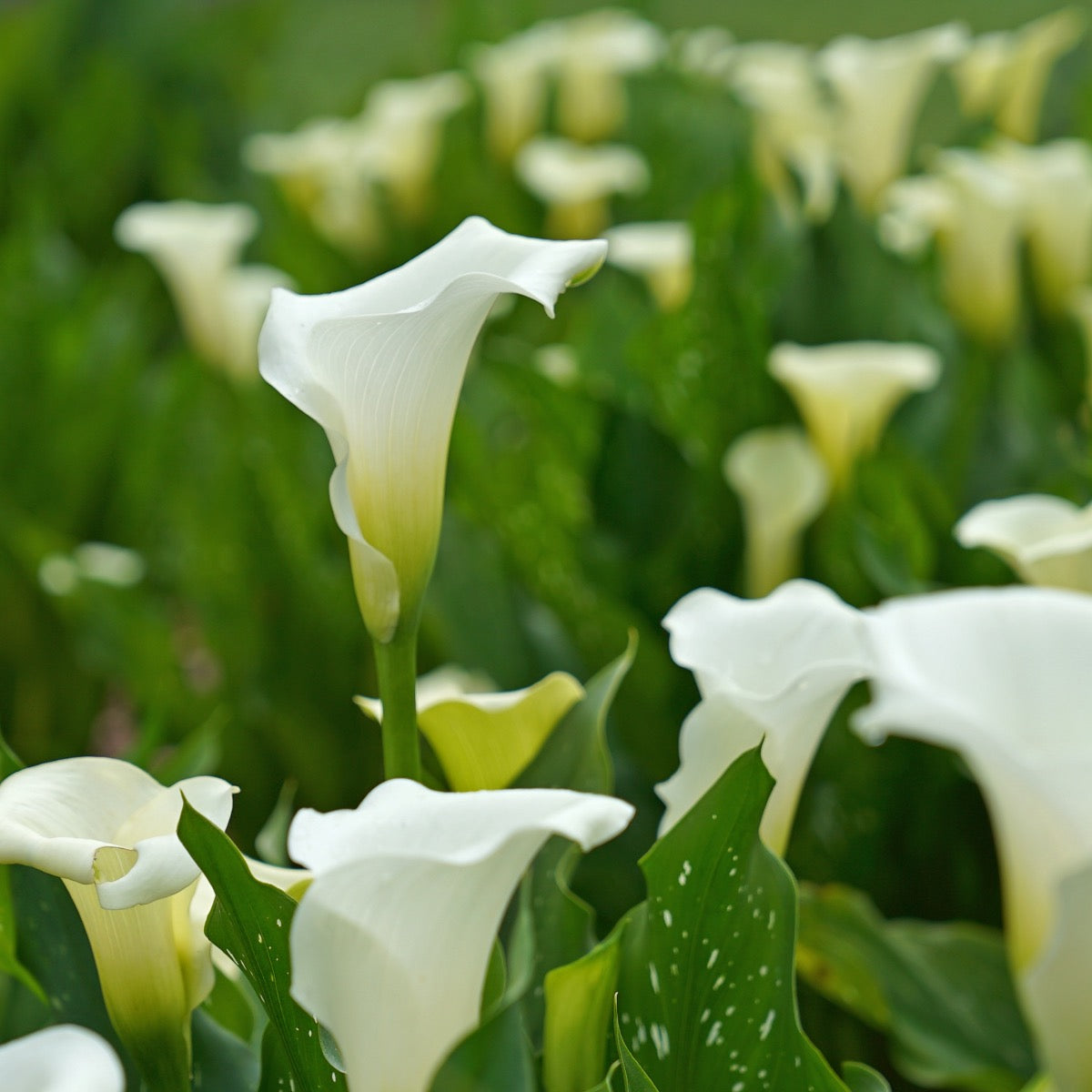 Zantedeschia Snow Storm