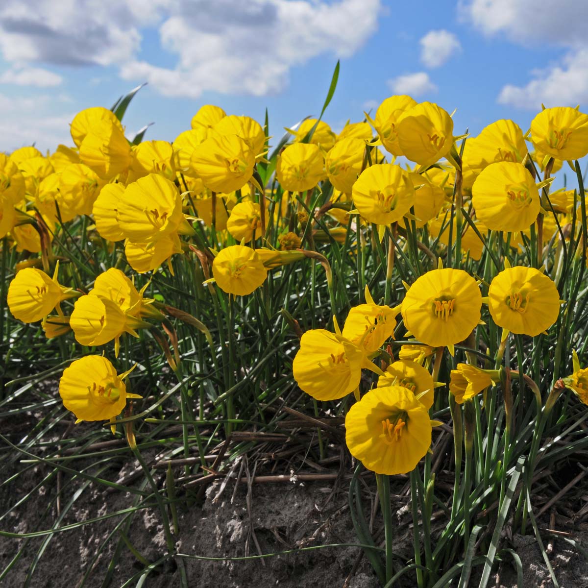 Narcissus Oxford Gold