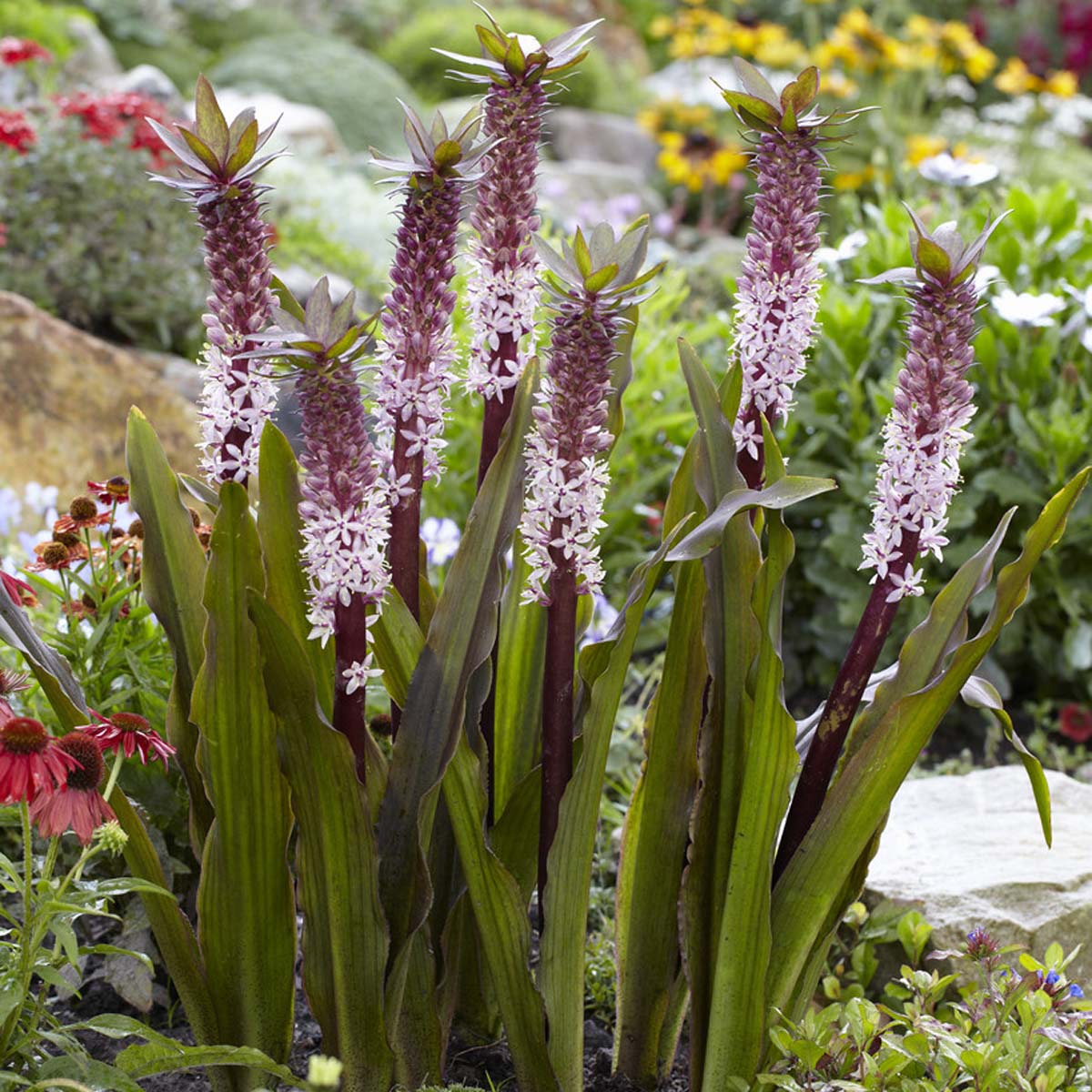 Crowning Glory™ 'Purple Reign' - Pineapple Lily - Eucomis hybrid