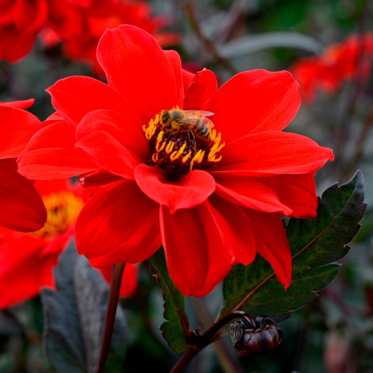 Dahlia Bishop of Llandaff