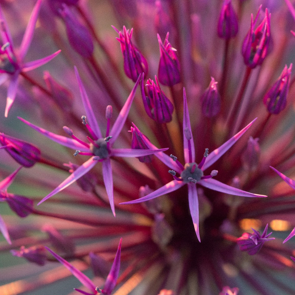 Allium Purple Rain