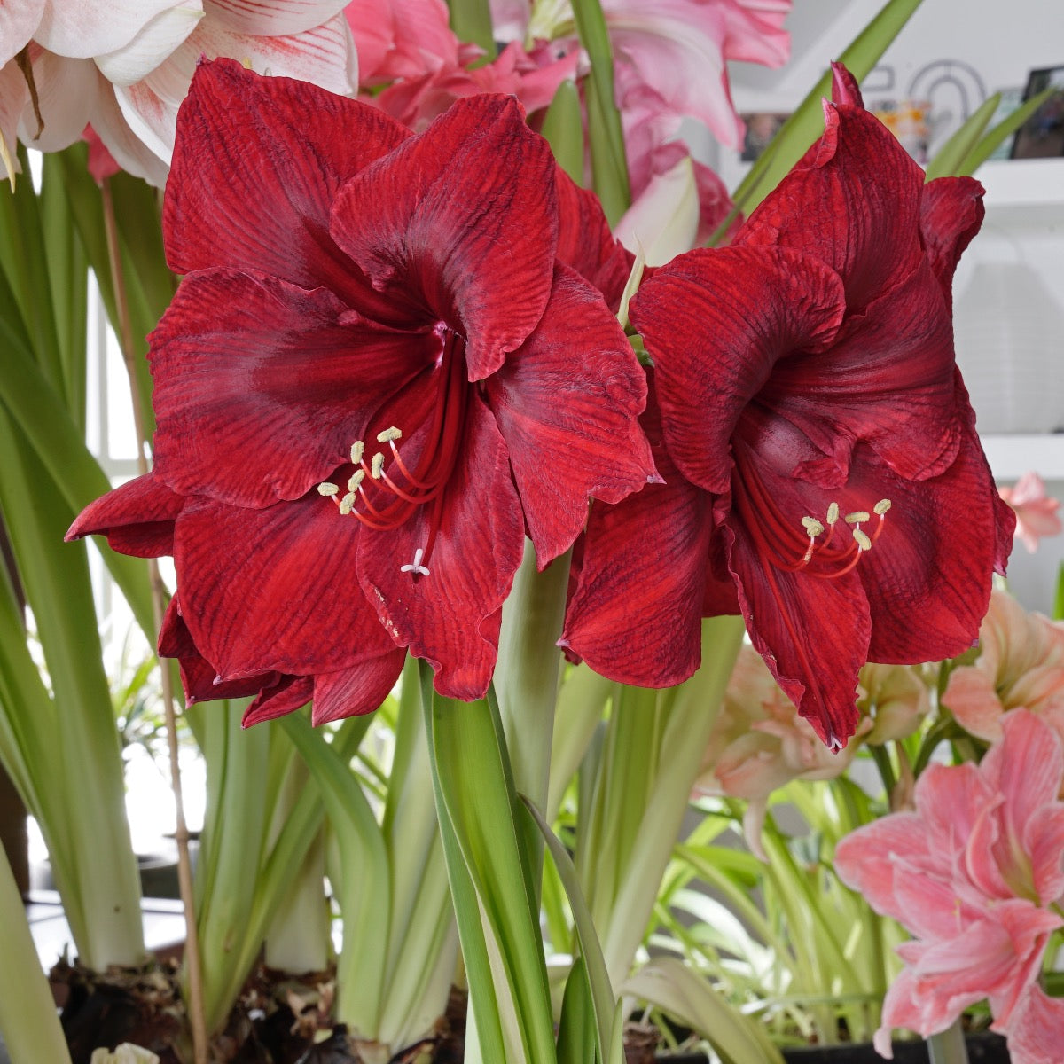 Amaryllis Red Reality