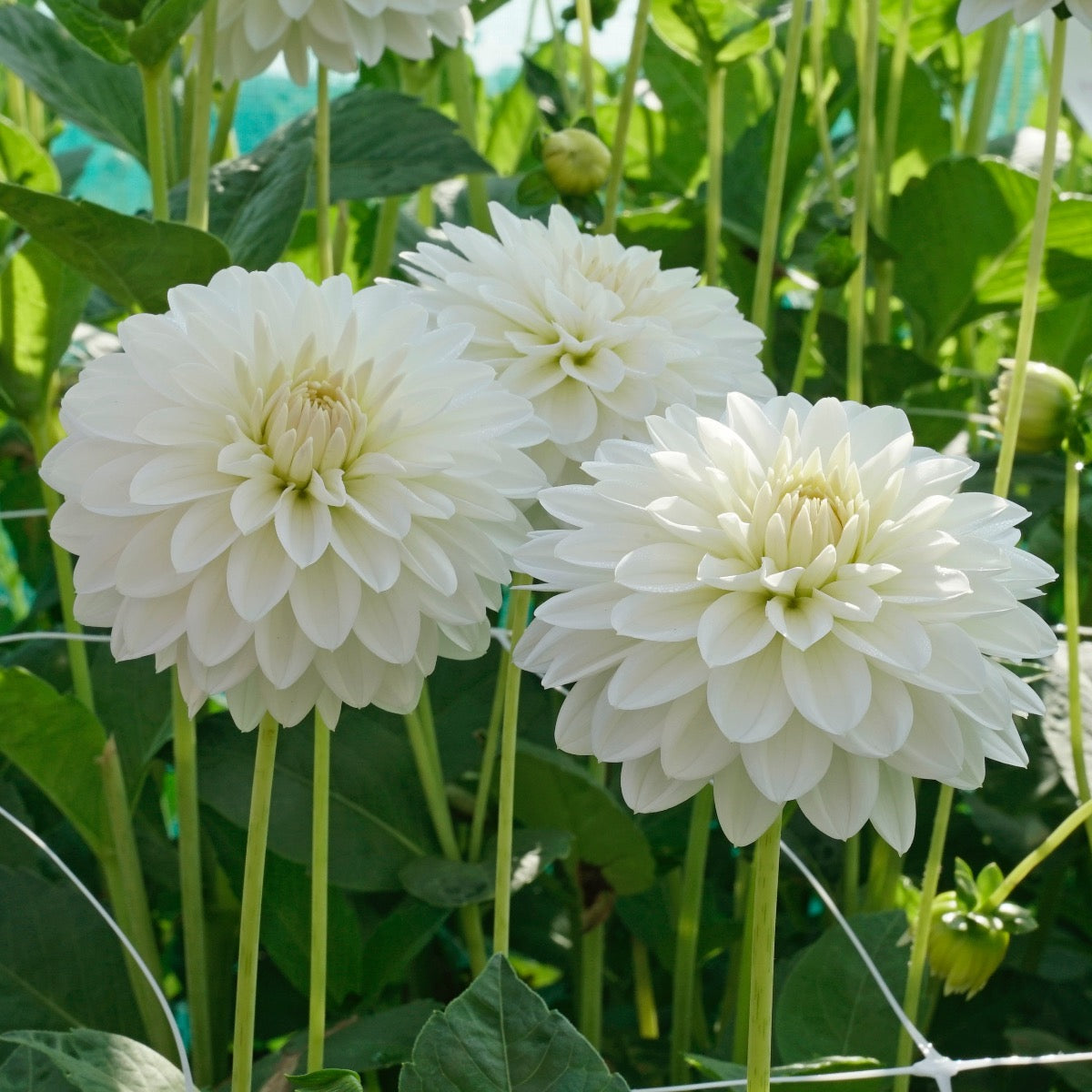 Dahlia Snow Cap