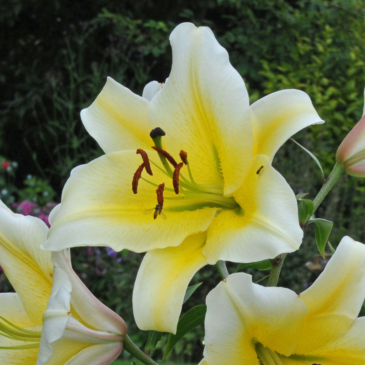 Lilium Conca d'Or