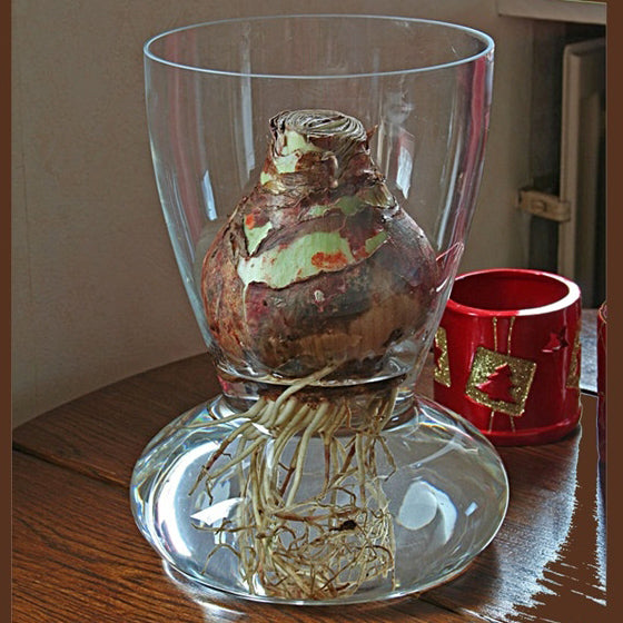 Amaryllis vase (glass) Fluwel