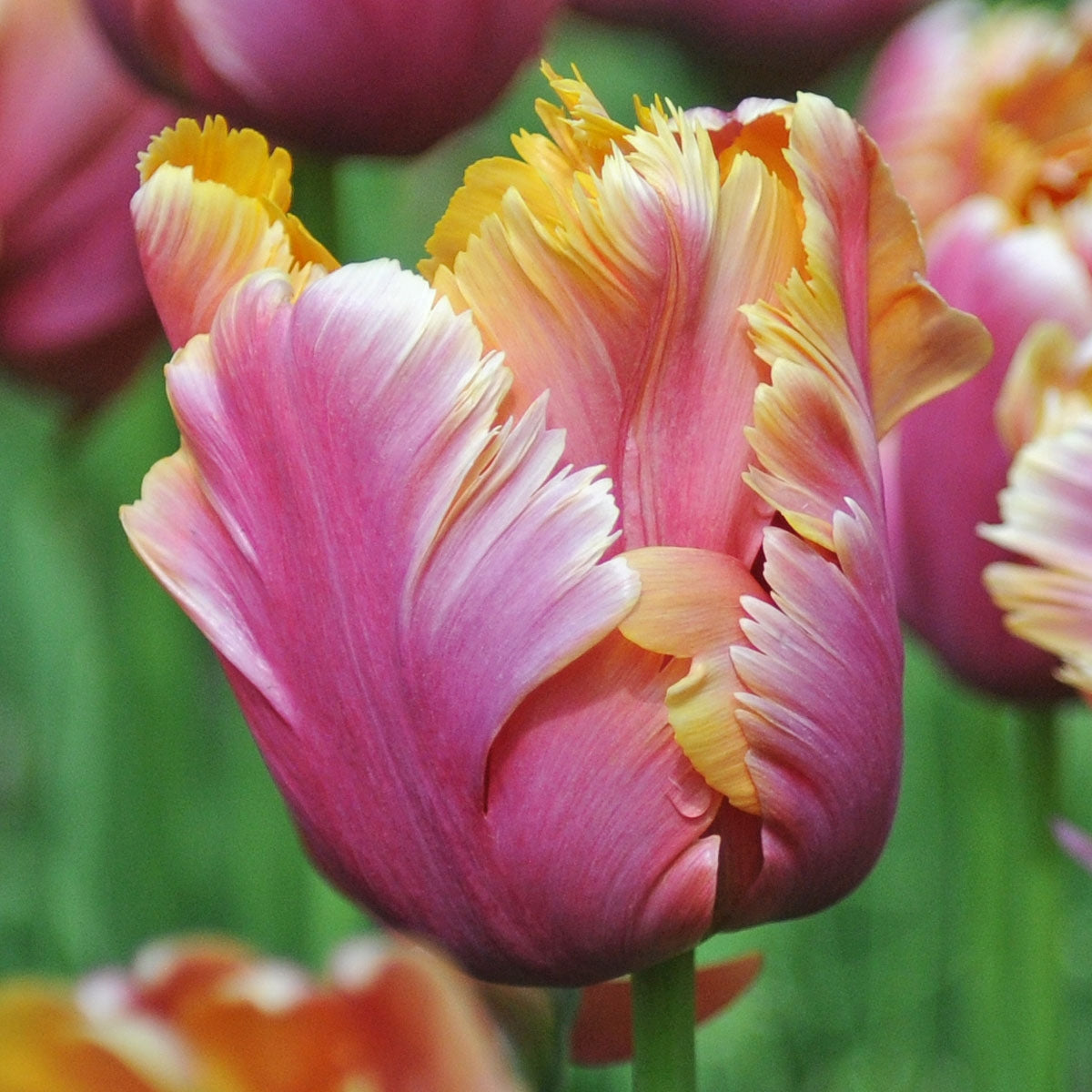 Tulipa Amazing Parrot
