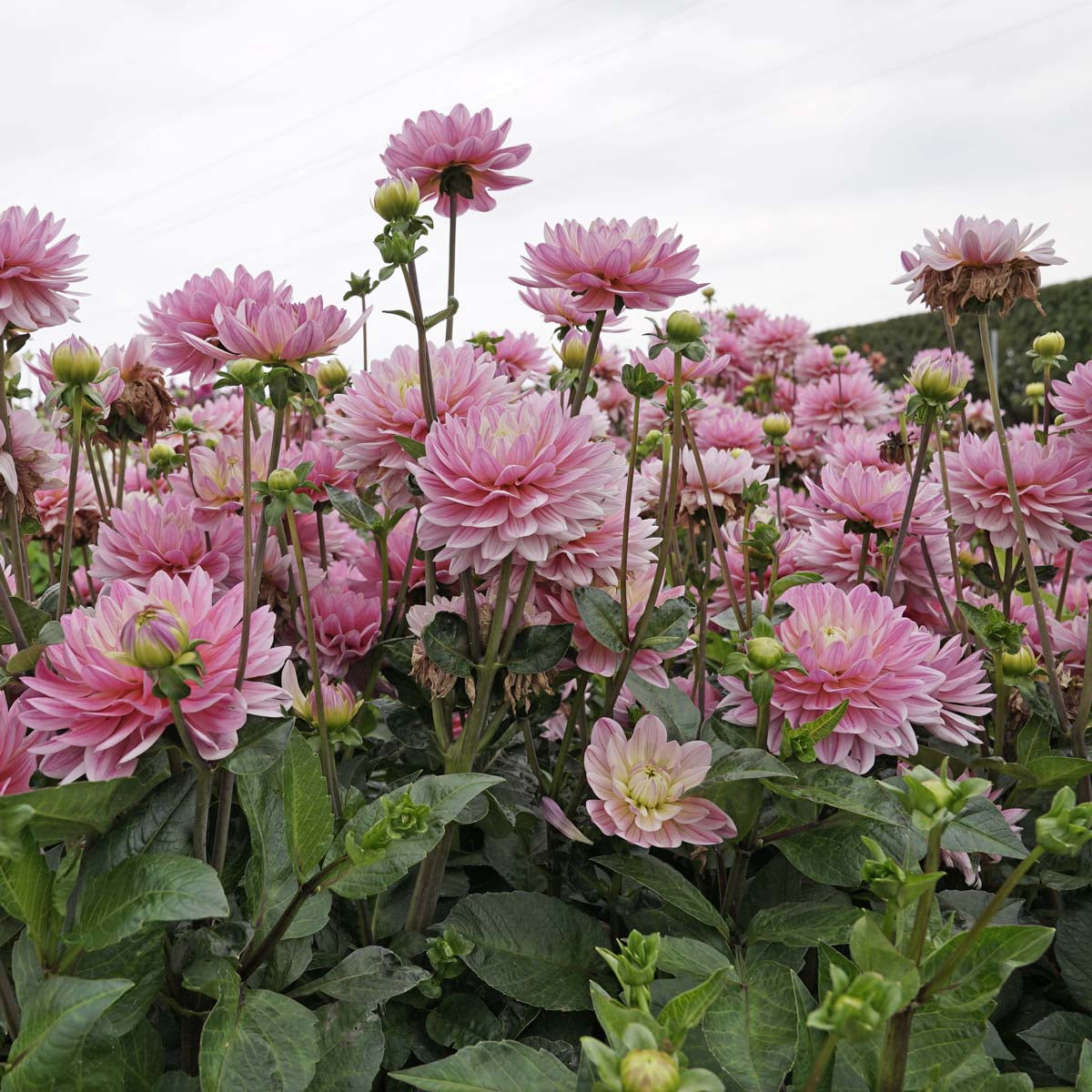 Dahlia Pink Magic