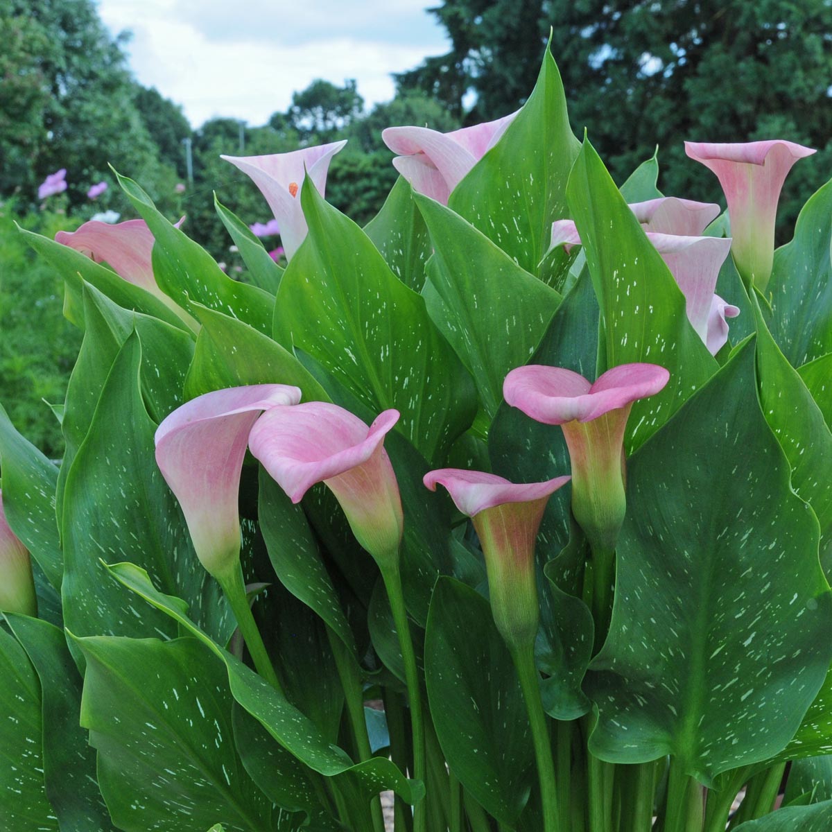 Zantedeschia Captain Marrero