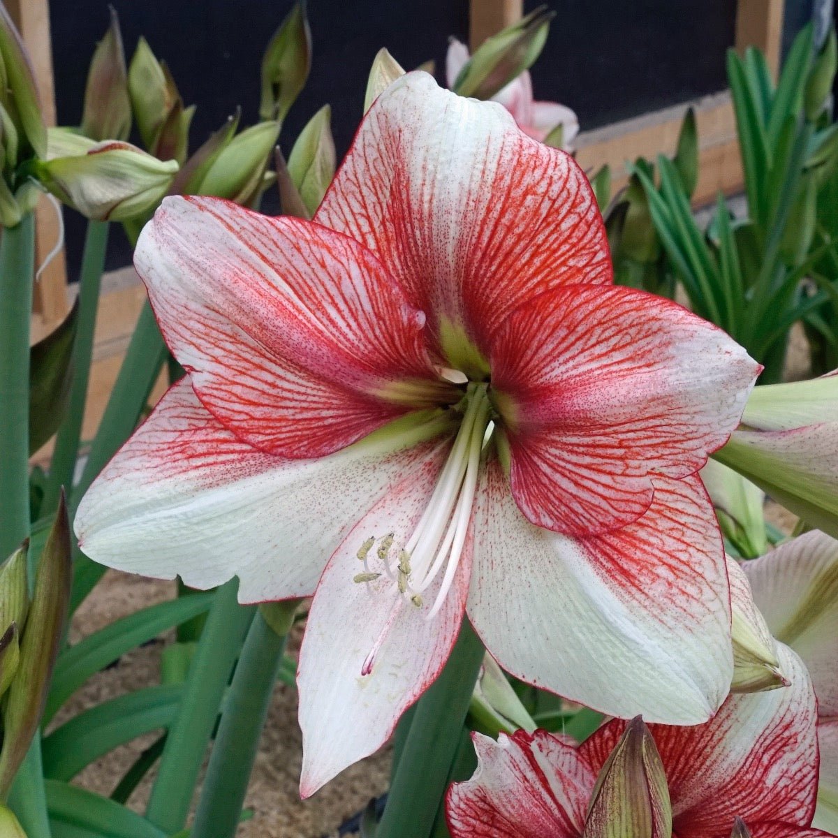 Amaryllis Grandise Fantasy - meerkleurige amaryllis - Fluwel