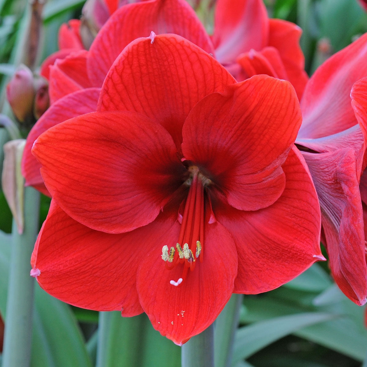 Amaryllis Red Label