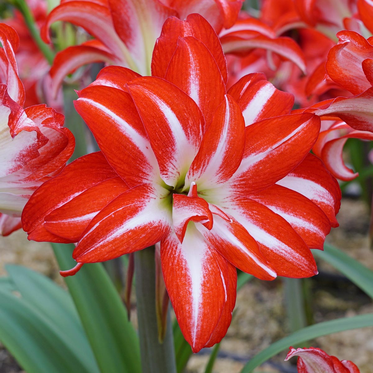 Amaryllis Splash