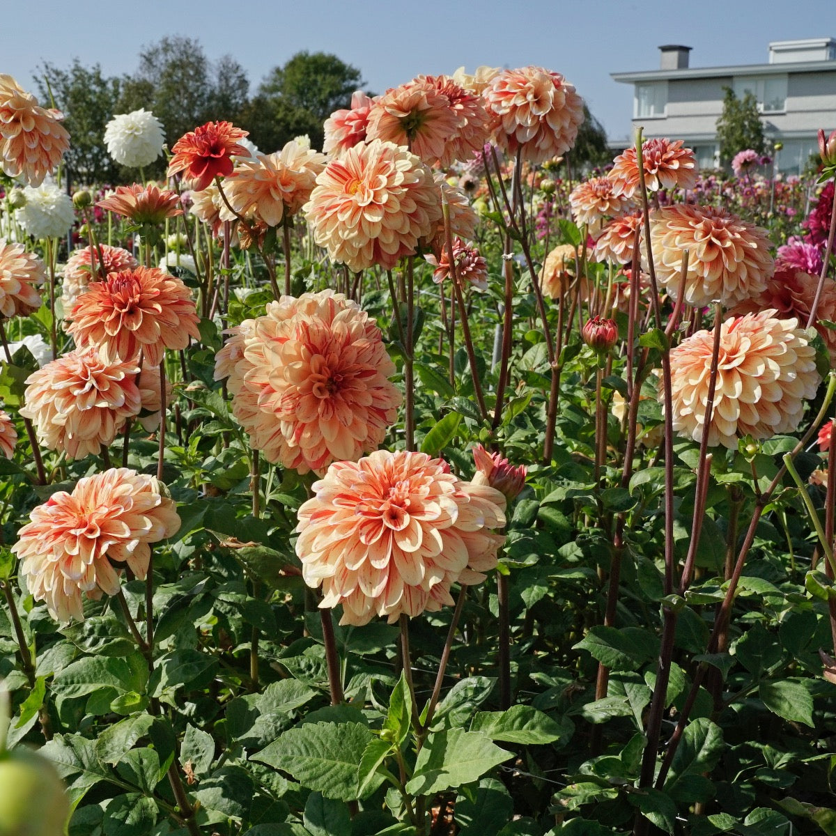 Dahlia Striped Nagano