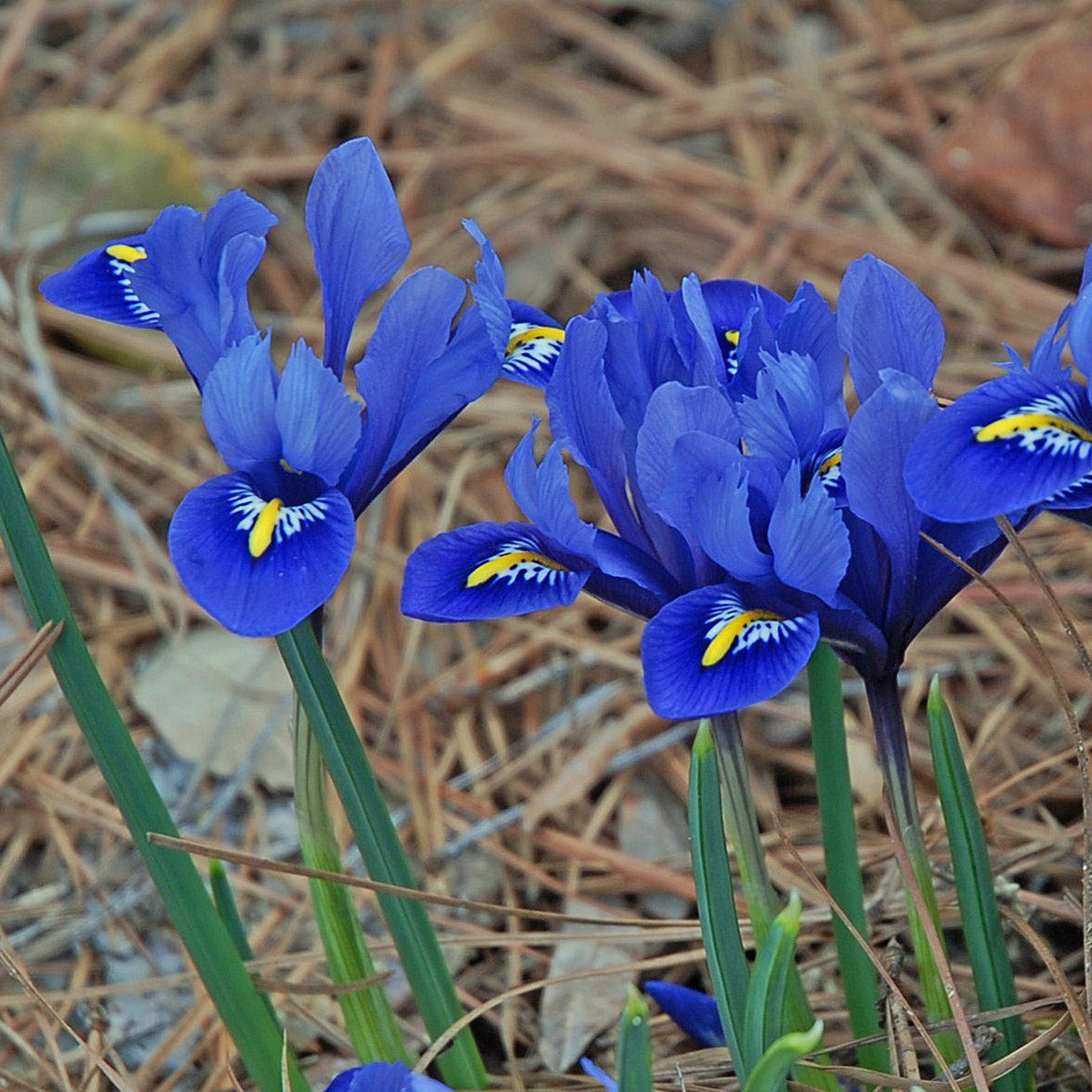 Iris reticulata Harmony