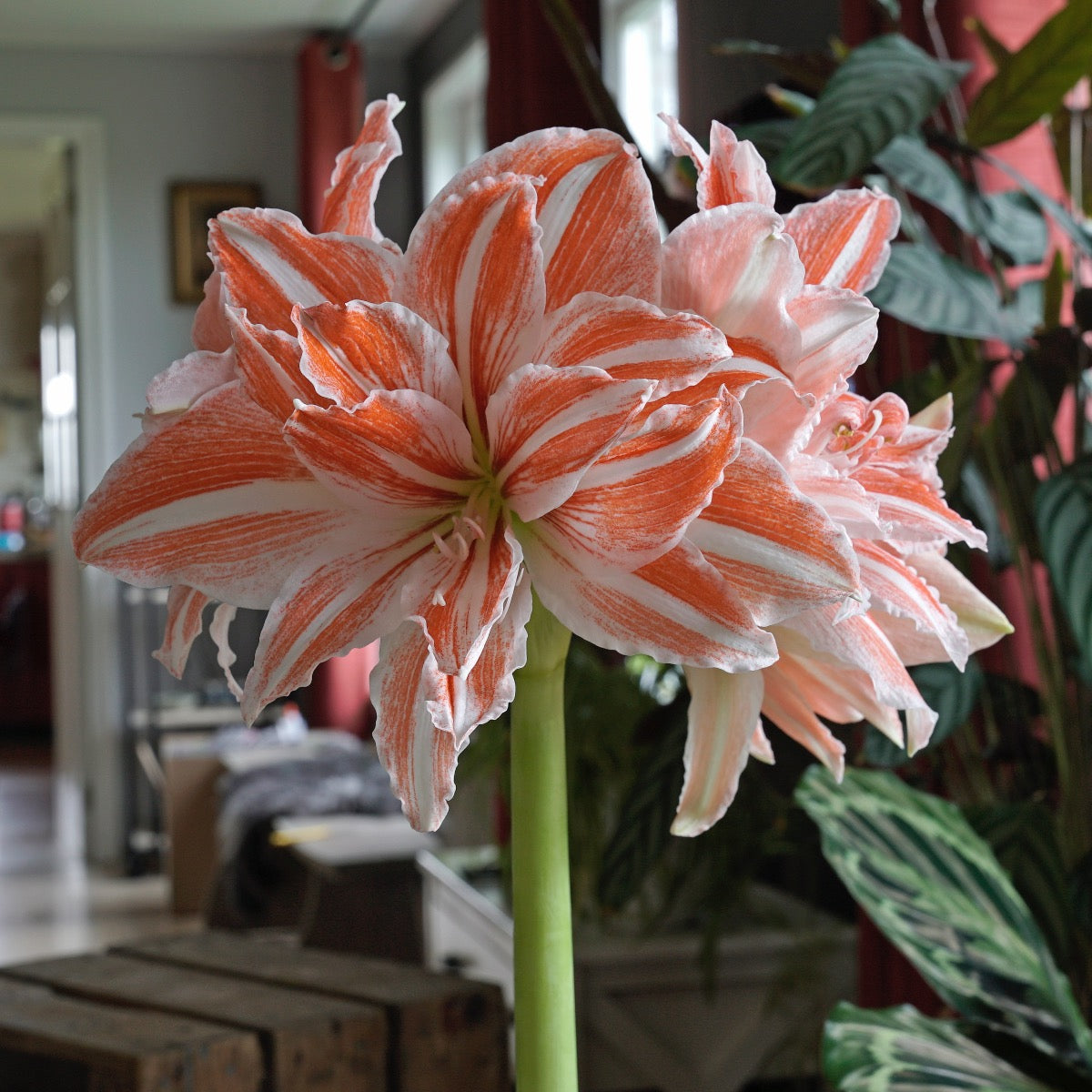 Amaryllis Dancing Queen