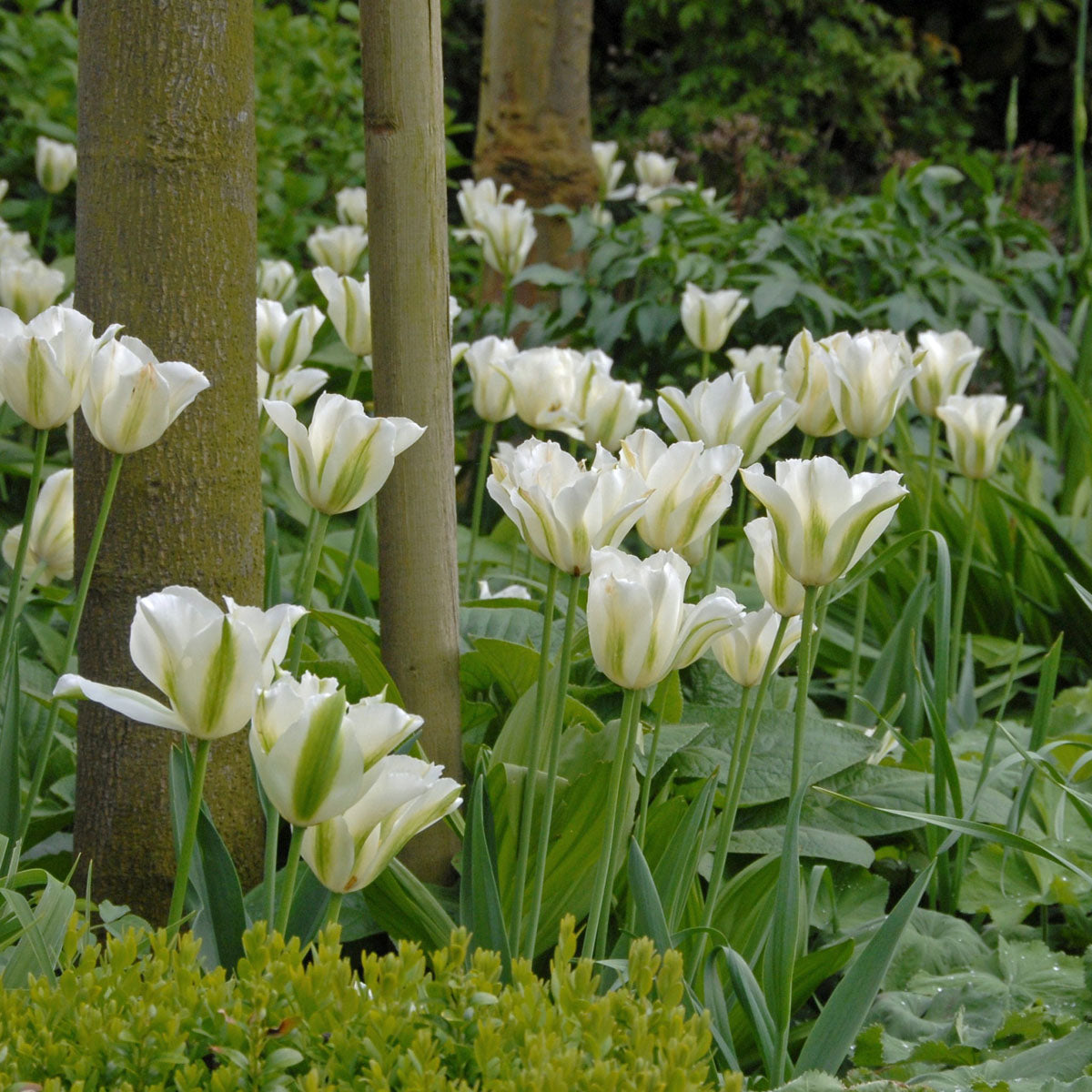 Tulip Spring Green | Koop Tulpenbollen online bij Fluwel