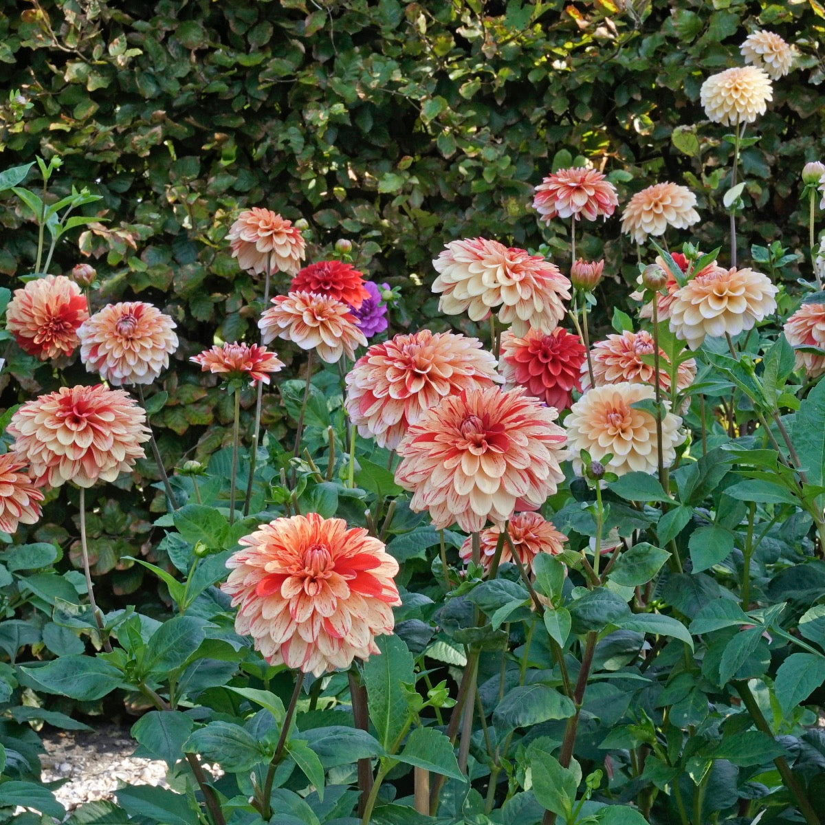 Dahlia Striped Nagano