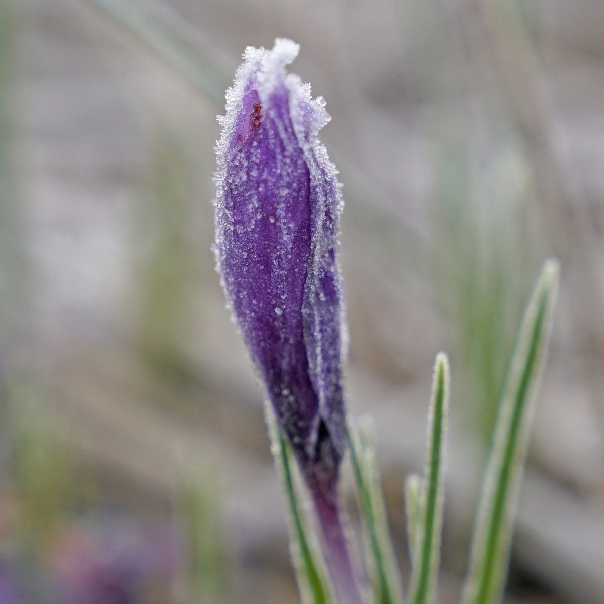 Crocus sativus 'Safron Crocus'