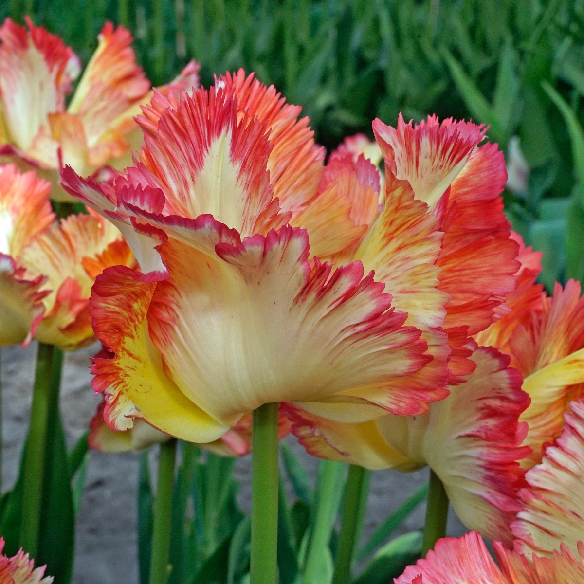 Tulipa Caribbean Parrot