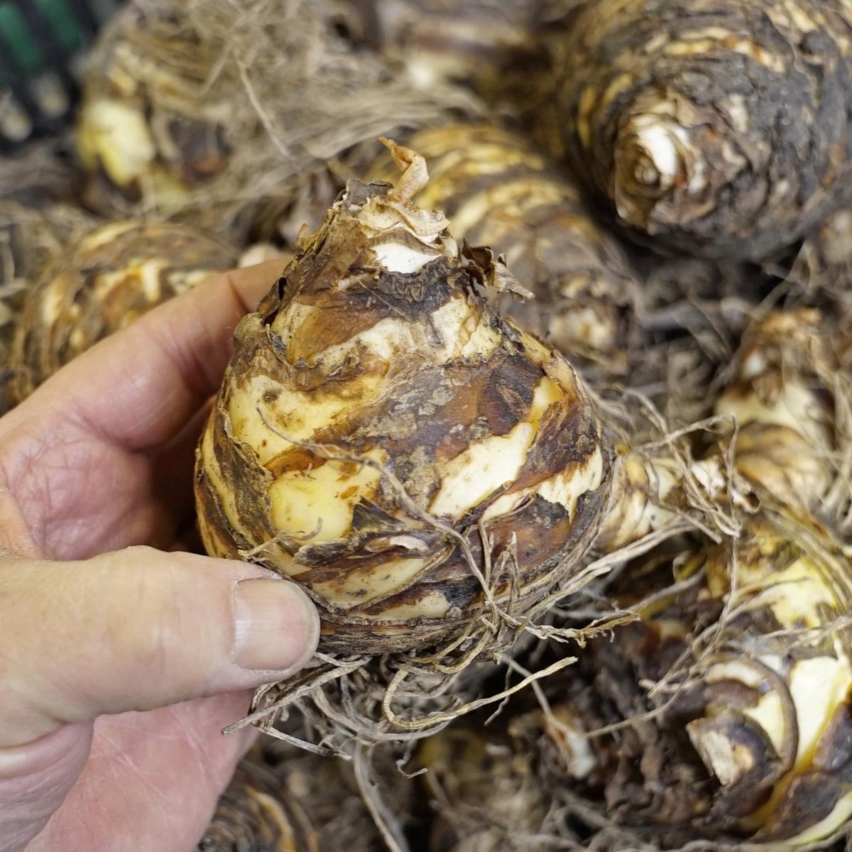 Eucomis Johannesburg