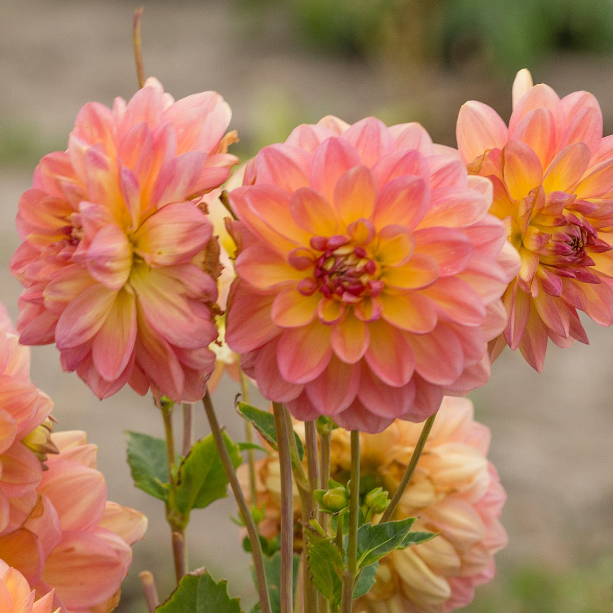 Dahlia Ace Summer Sunset