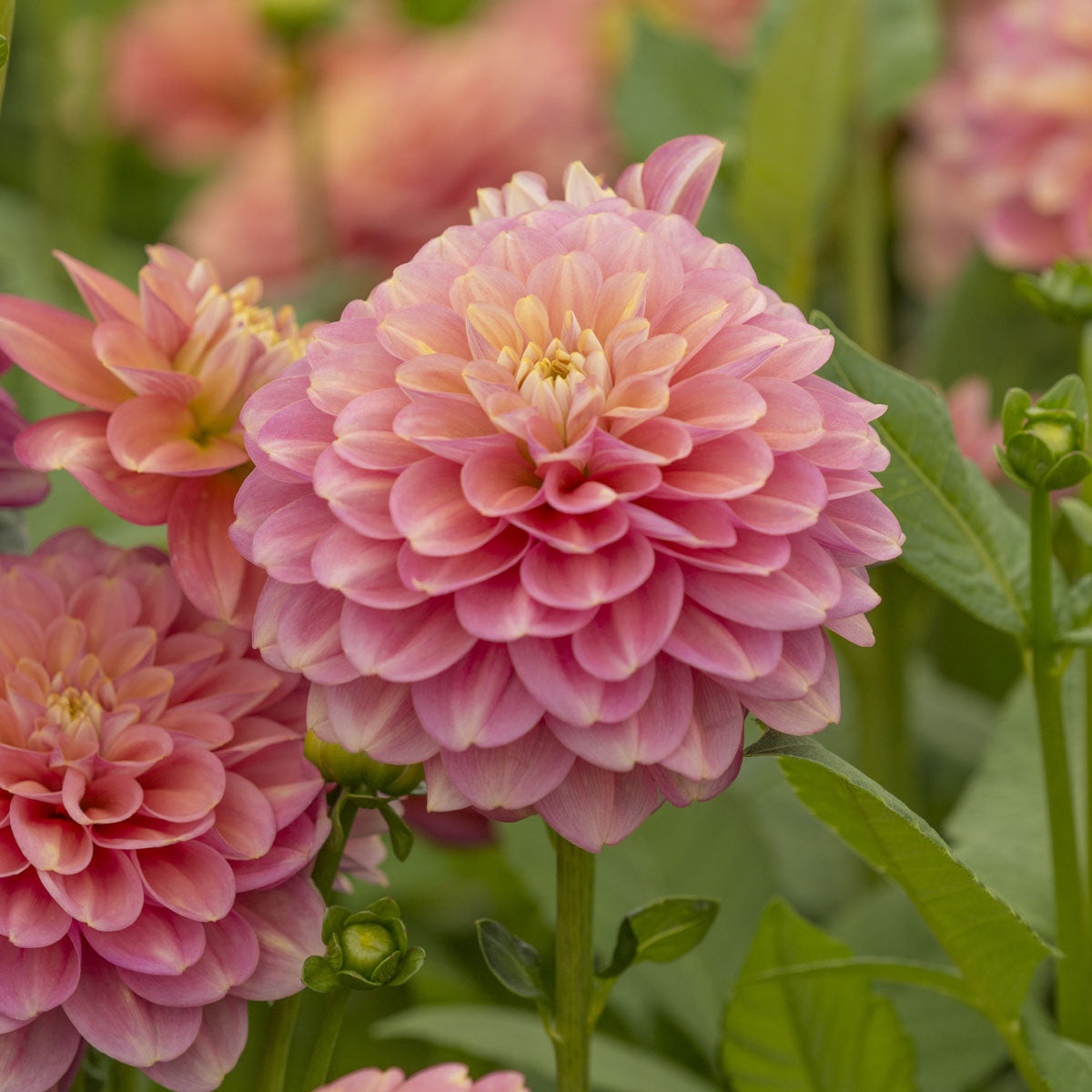 Dahlia Milena Fleur - Fluwel