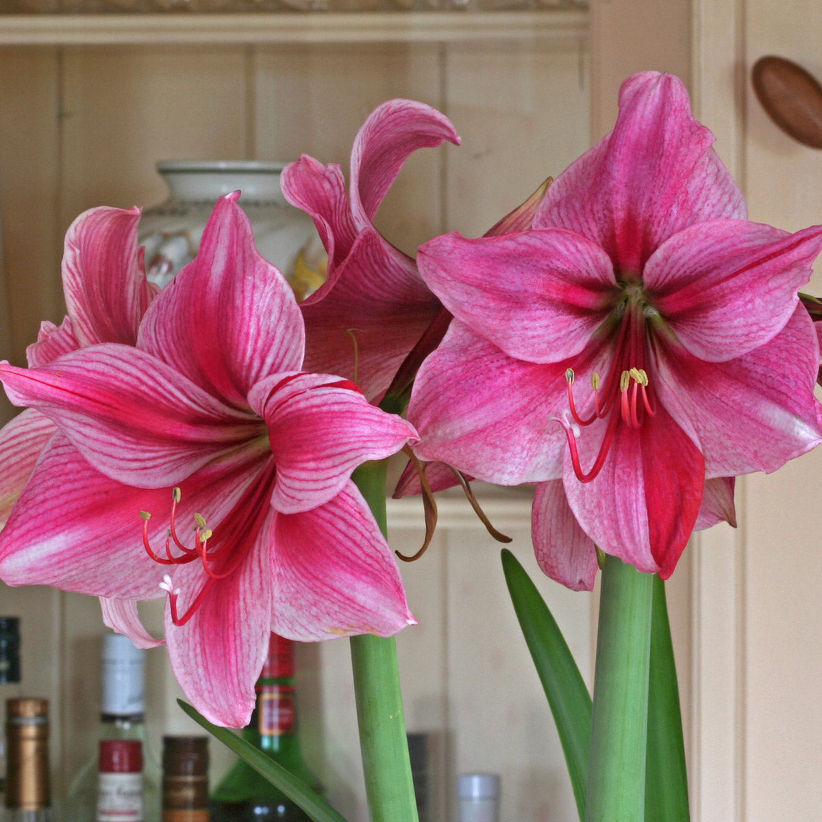 Amaryllis Gervase