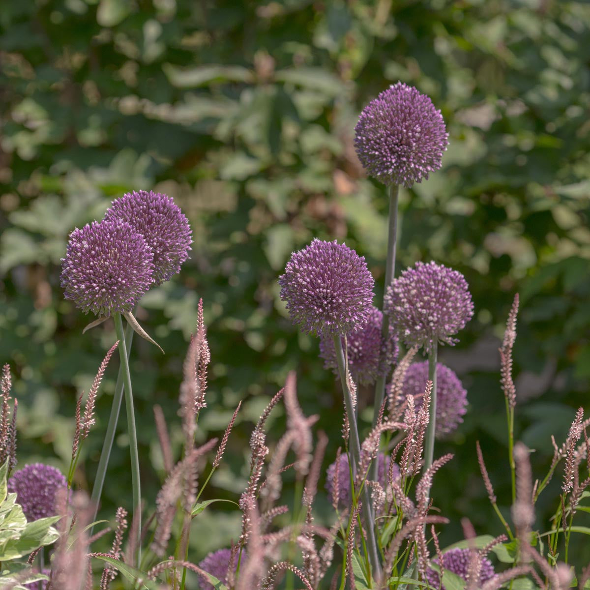 Allium Summer Drummer