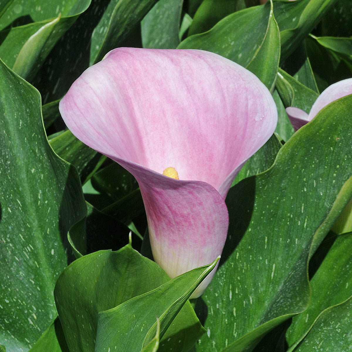 Zantedeschia Captain Marrero