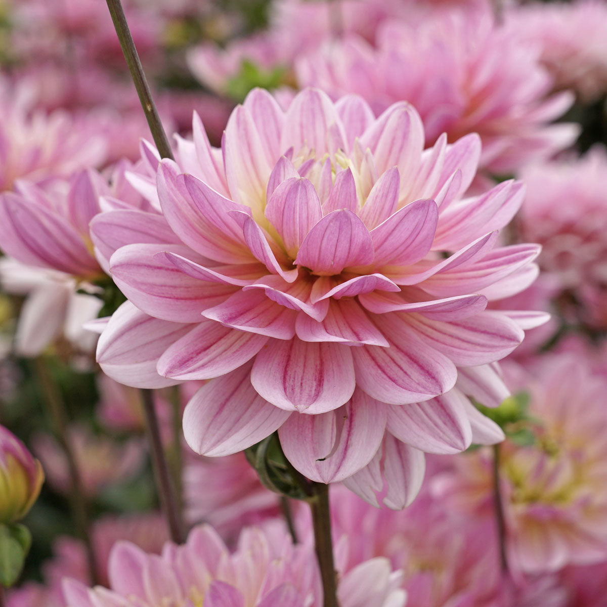 Dahlia Pink Magic