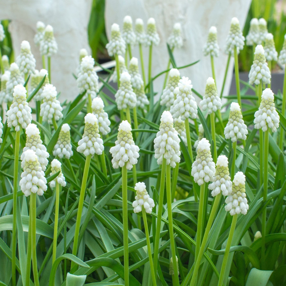 Muscari Siberian Tiger