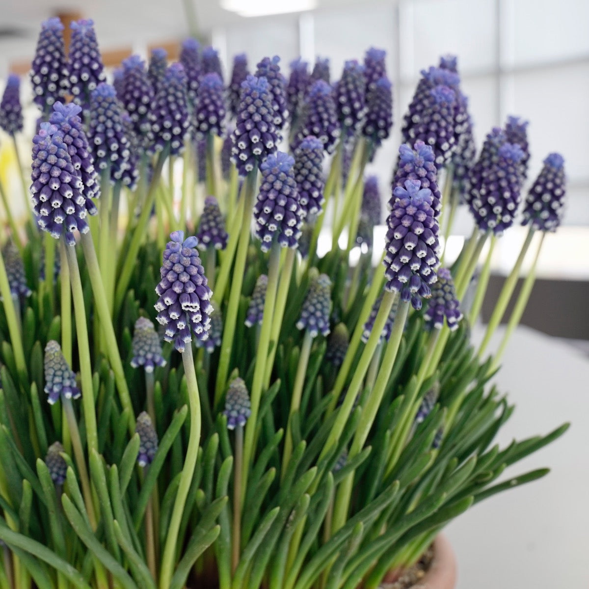 Muscari Night Eyes