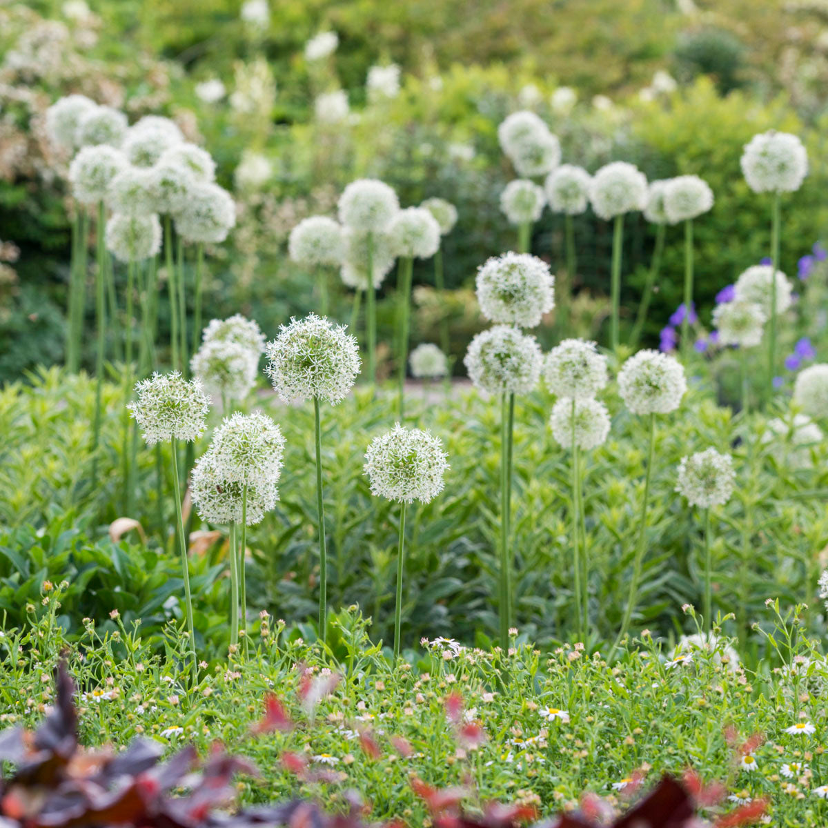 Allium Mount Everest