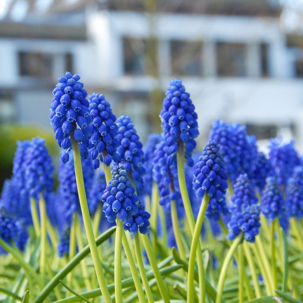 Muscari armeniacum