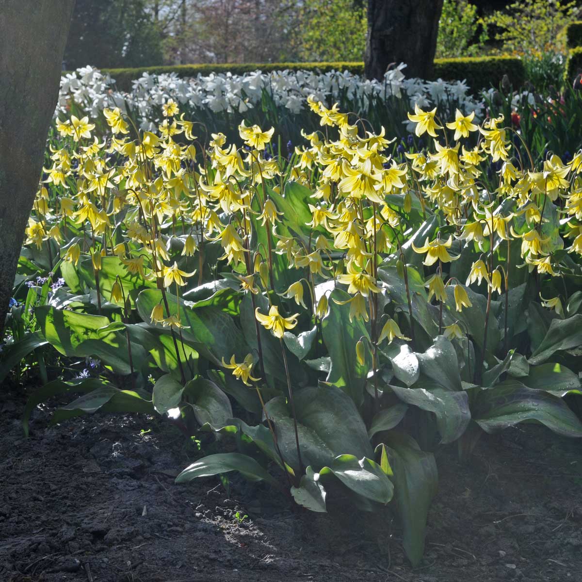 Erythronium Pagoda