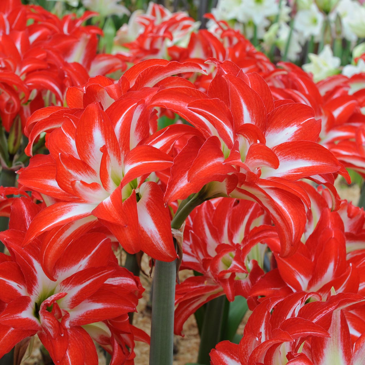 Amaryllis Splash