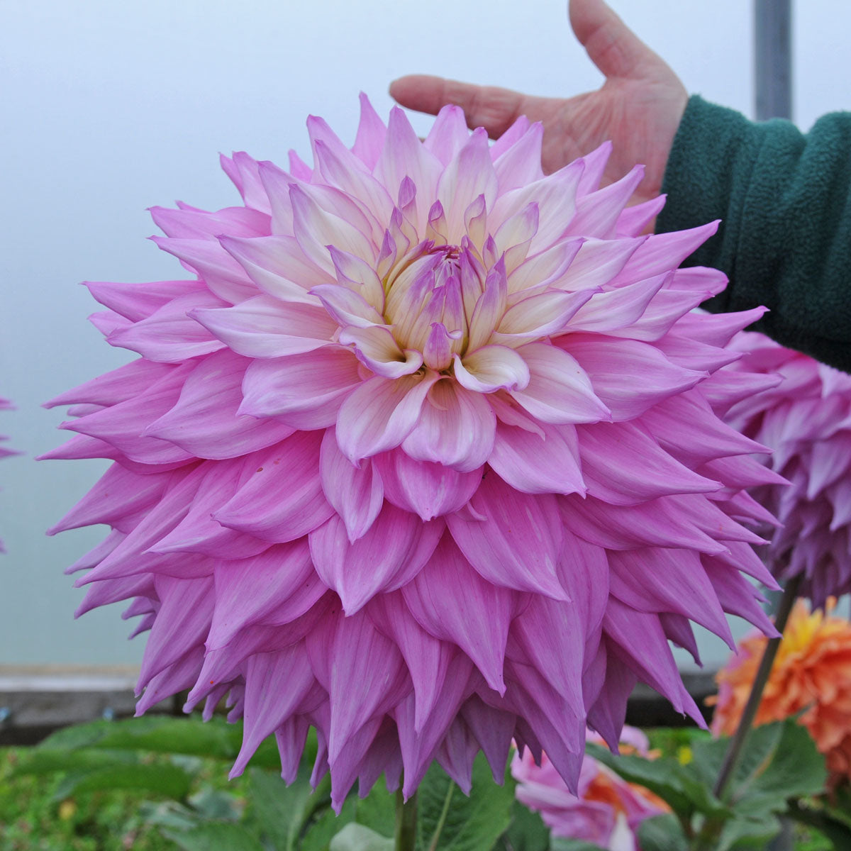 Dahlia Sir Alf Ramsay - Fluwel