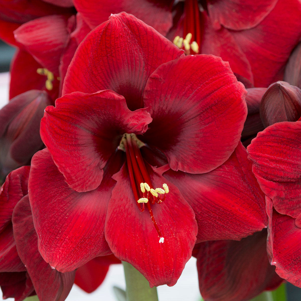 Amaryllis Grand Diva