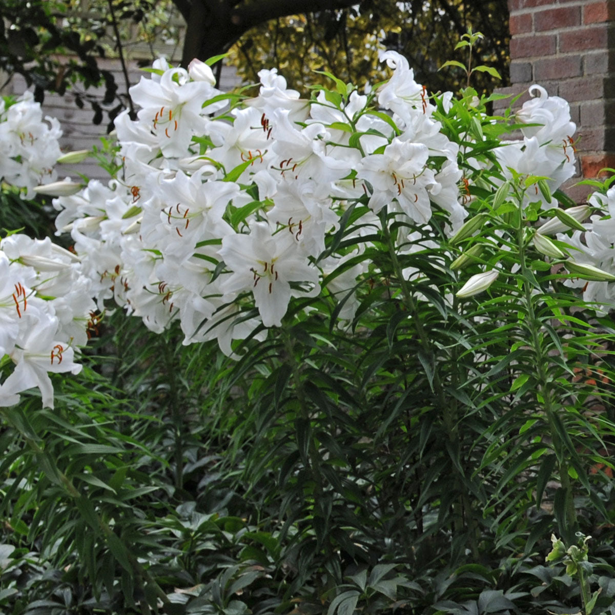 Lilium Casa Blanca