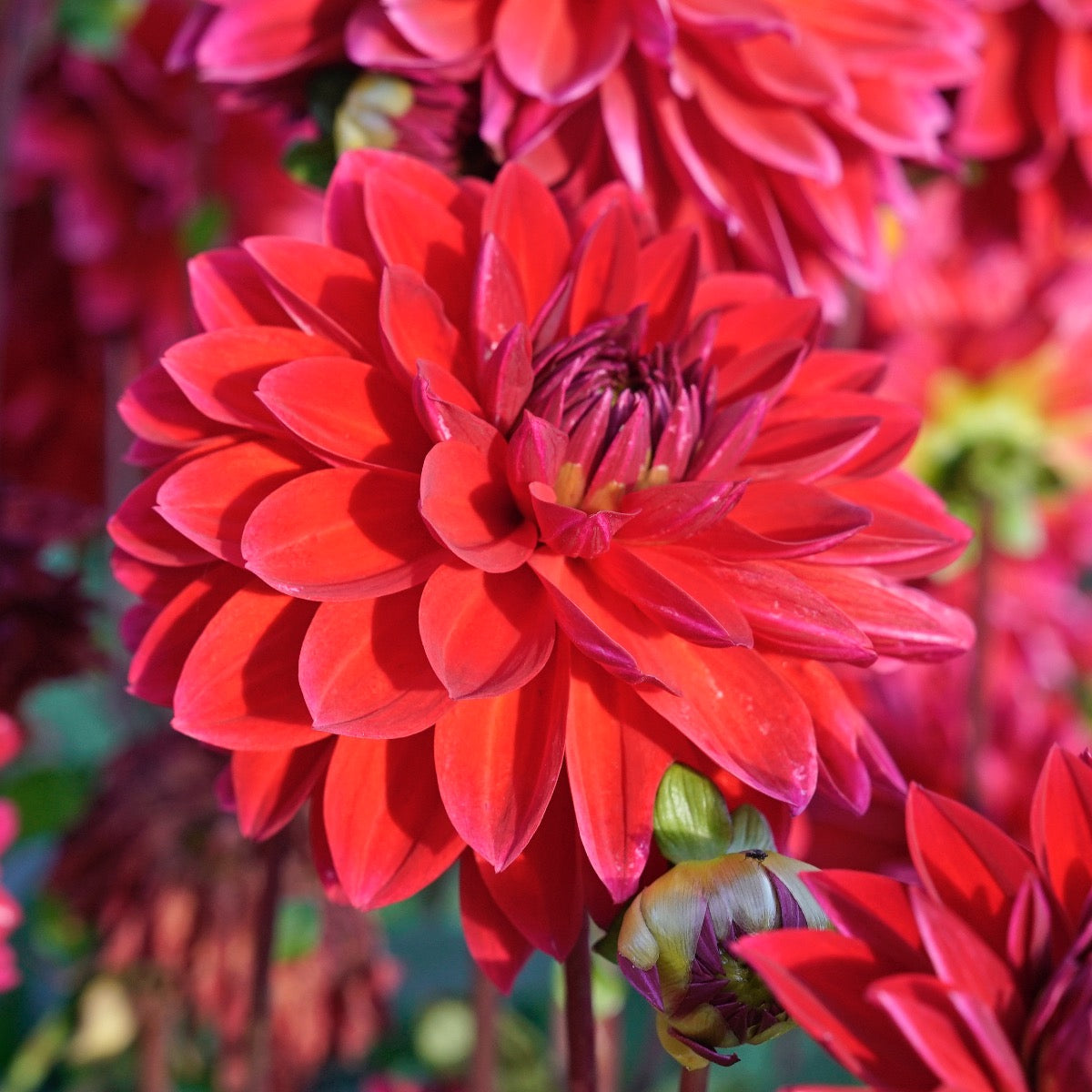 Dahlia Menorca