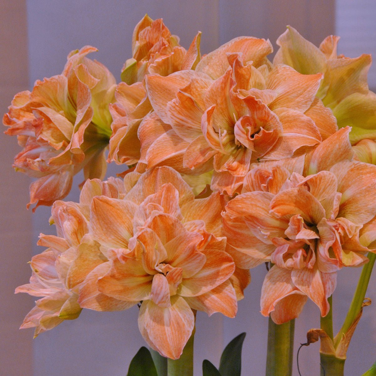 Amaryllis Exotic Nymph - meerkleurige amaryllis - Fluwel