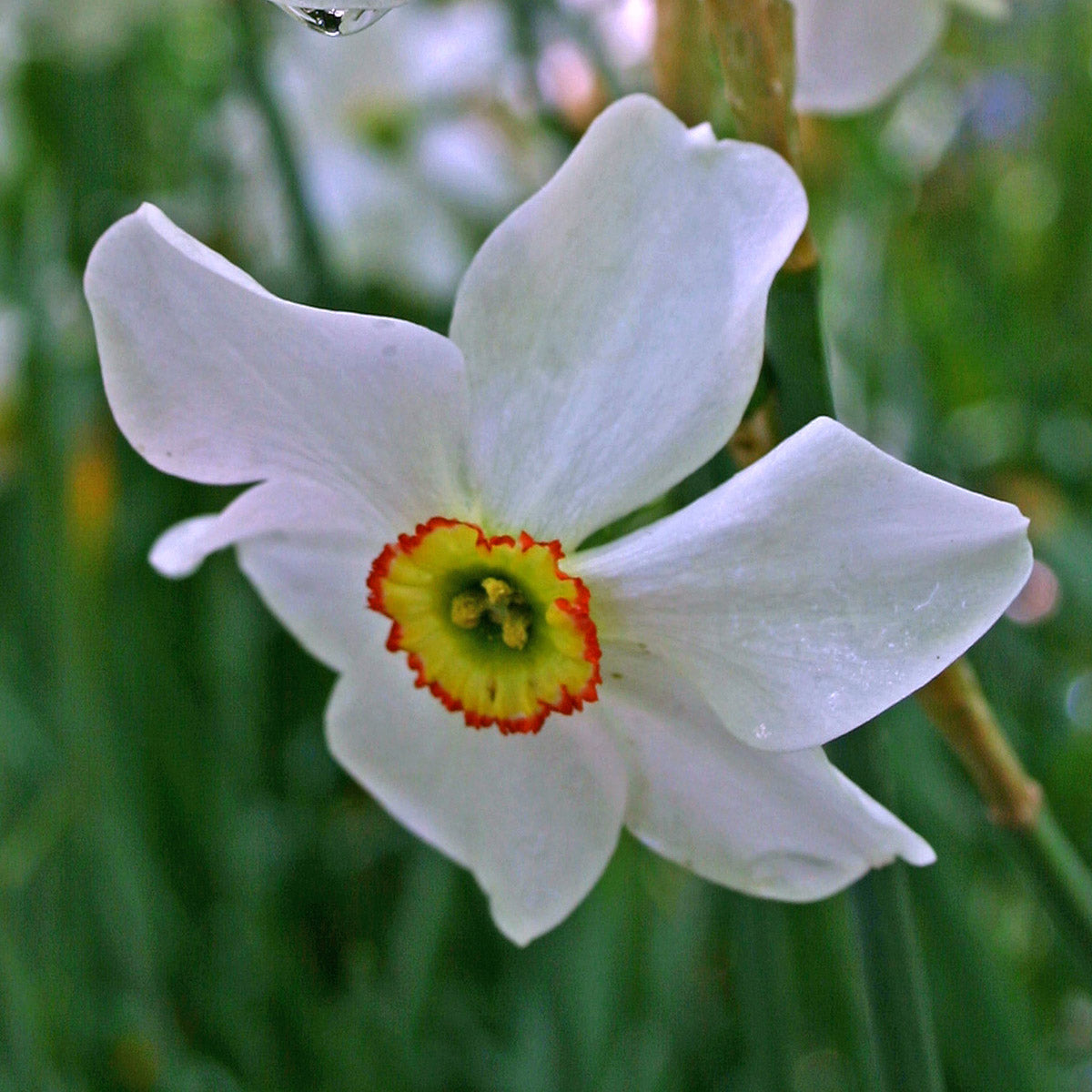 Narcissus recurvus