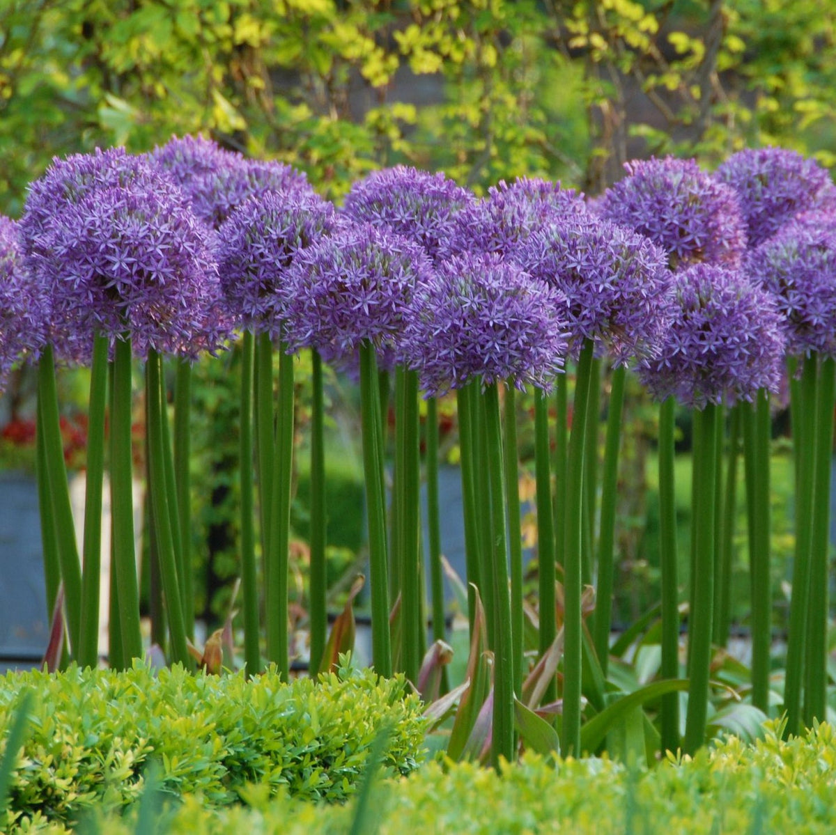 Allium Globemaster | Koop Alliumbollen online bij Fluwel