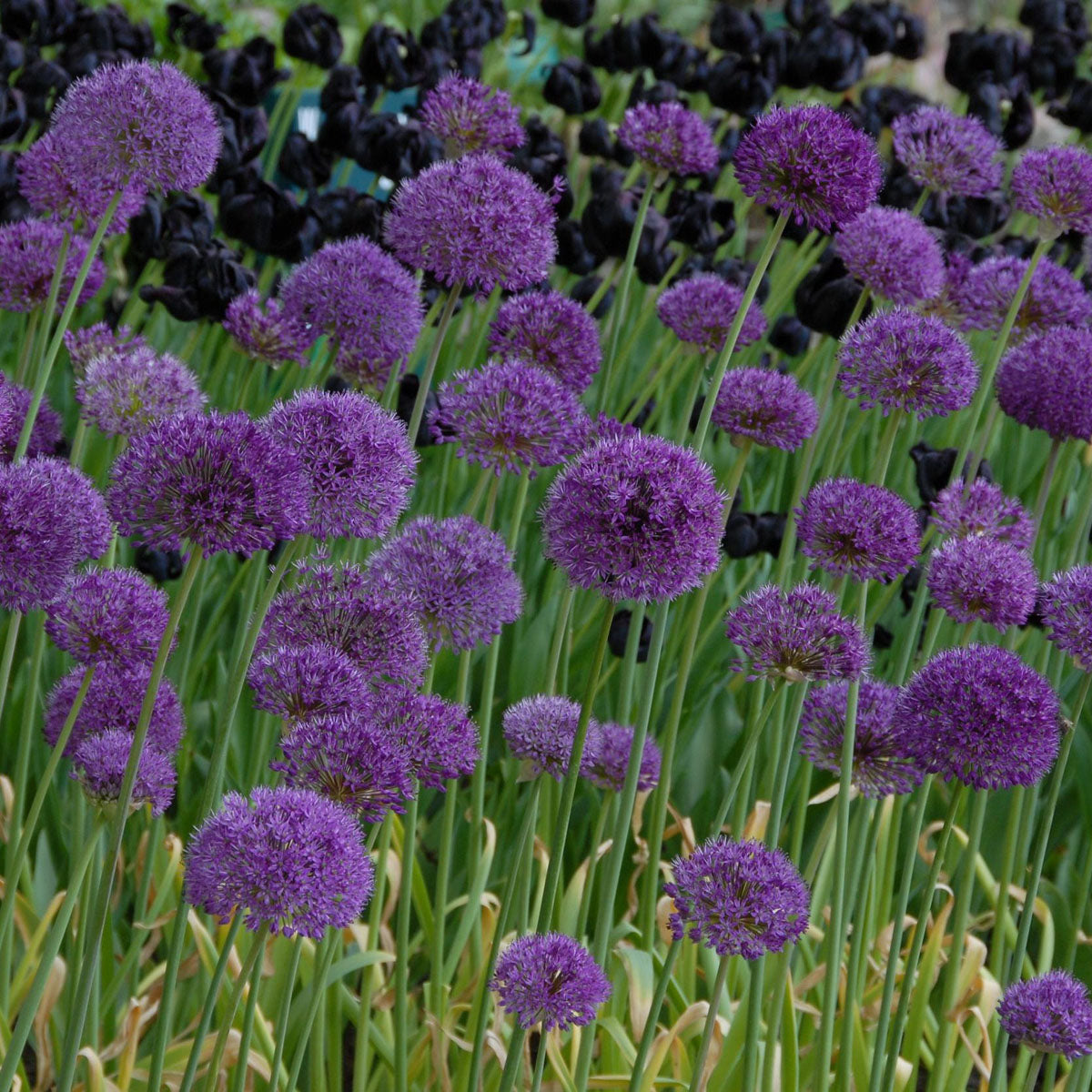 Allium Purple Sensation