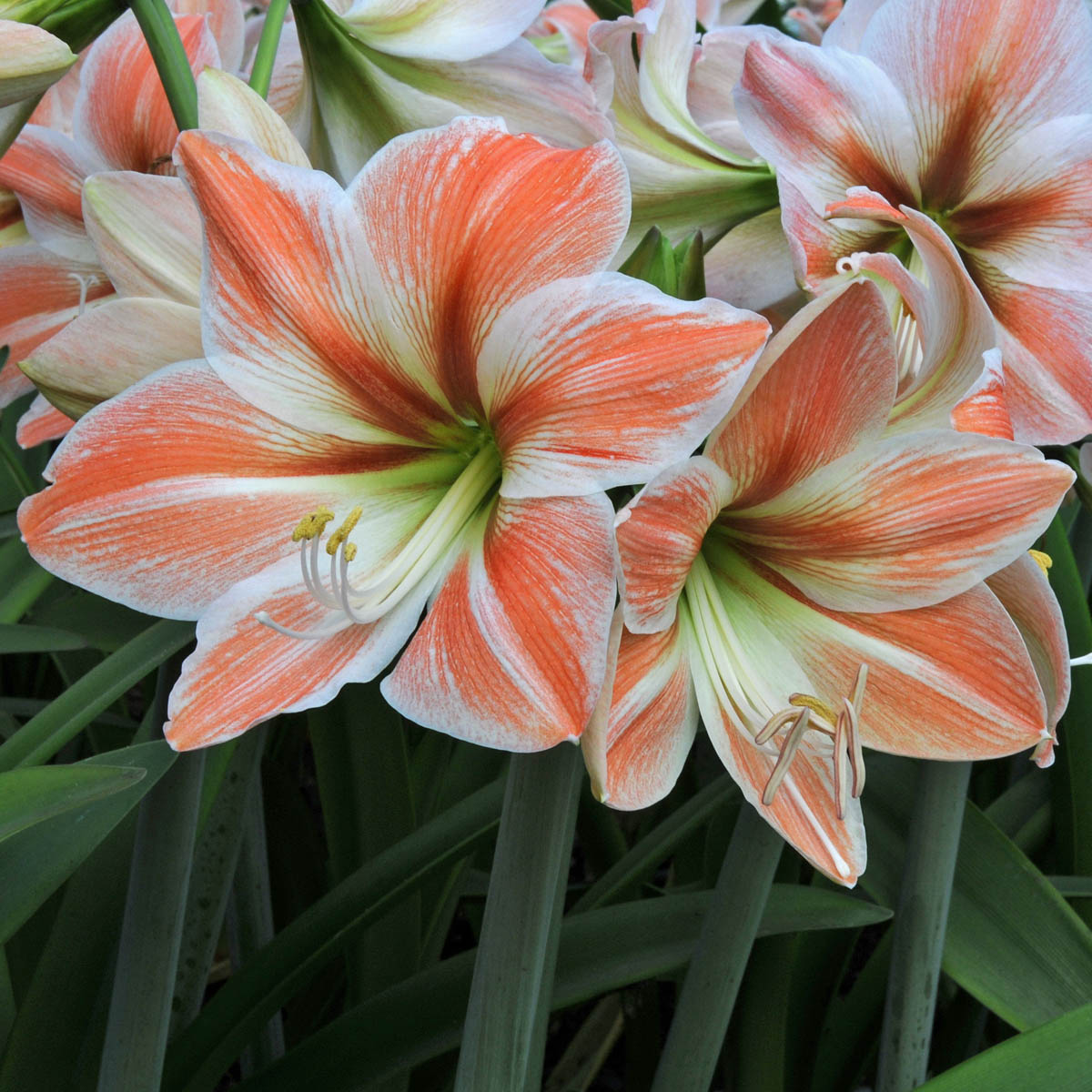 Amaryllis Apricot Parfait