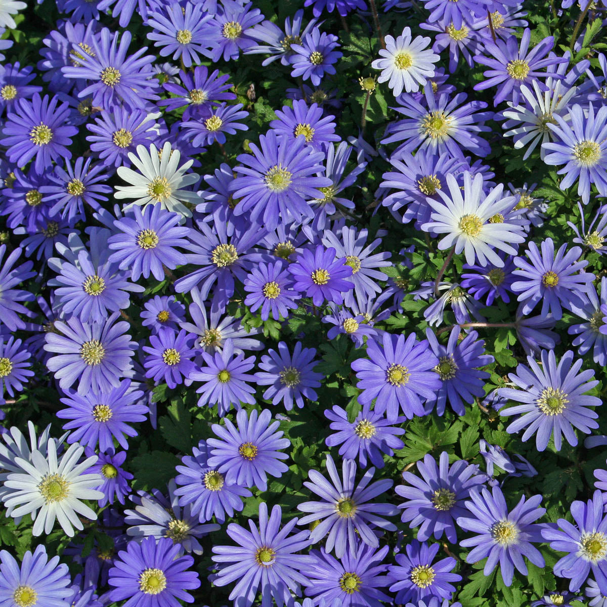 Anemone blanda Blue Shades