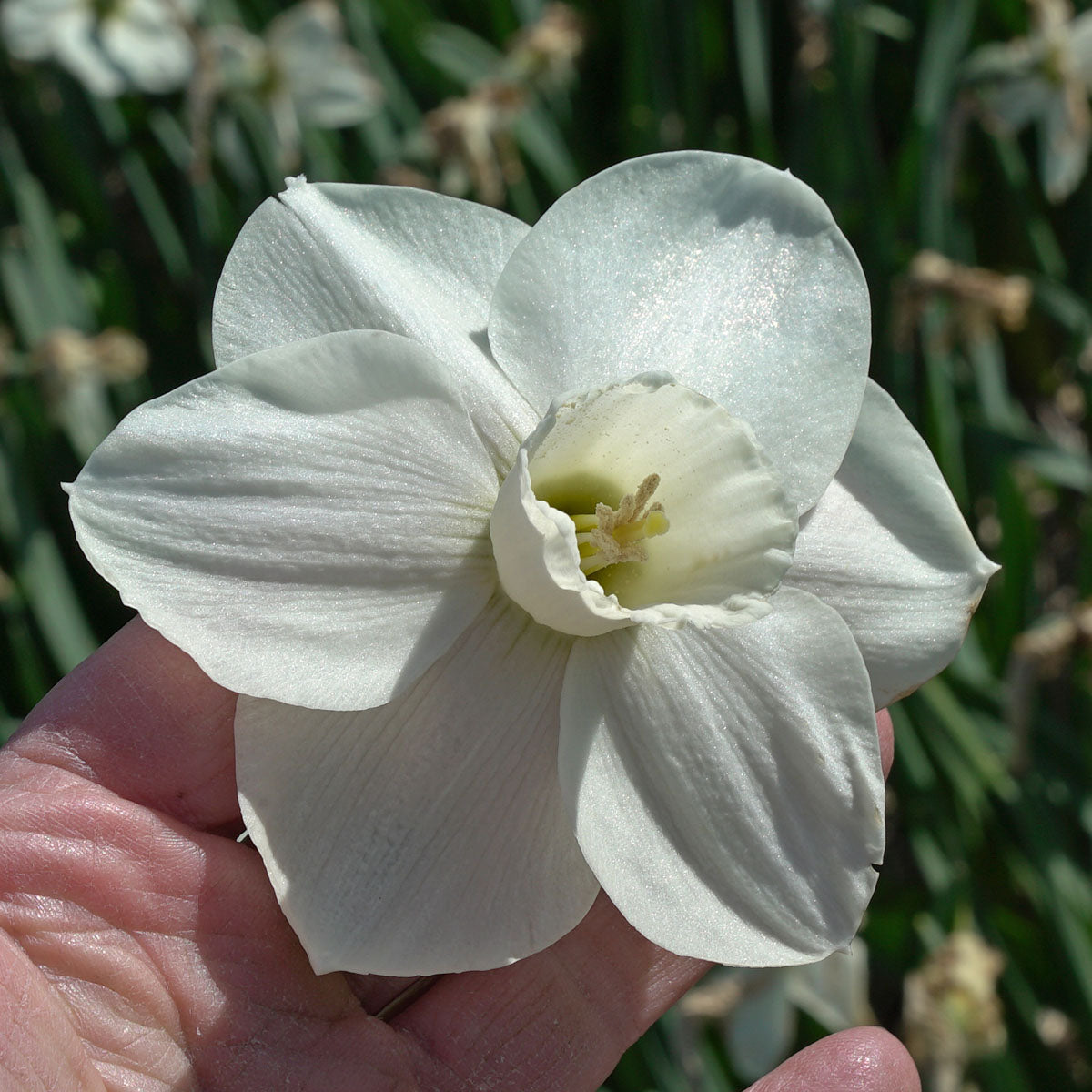 Daffodil Snowboard (Narcissus) Fluwel