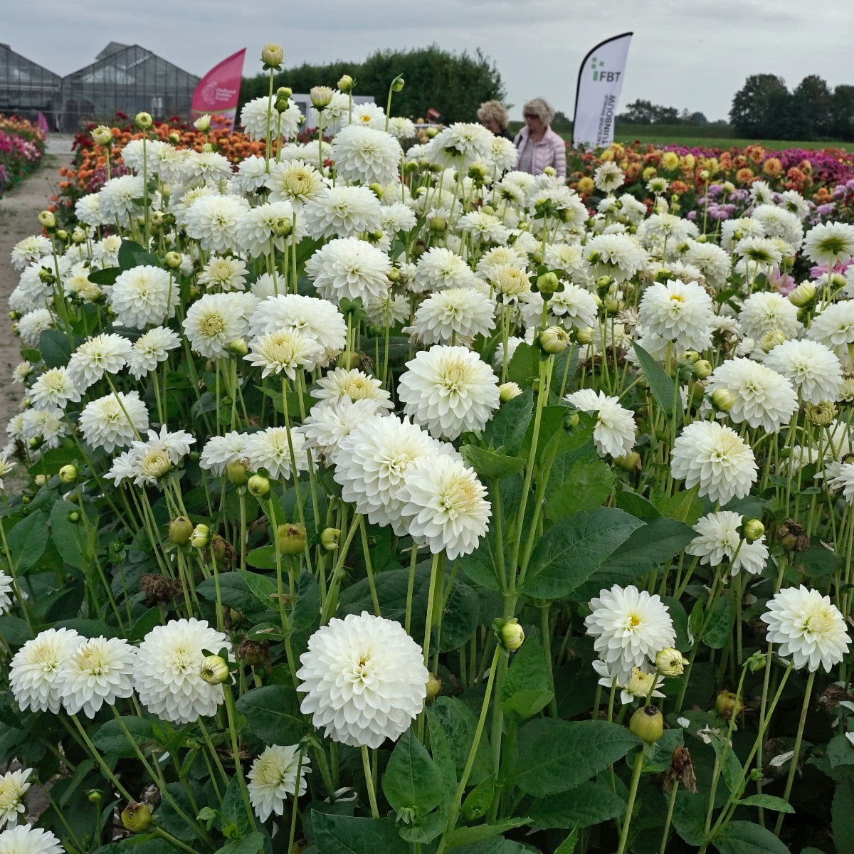 Dahlia Snow Cap