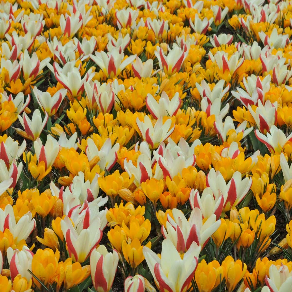 Tulip The First (20) & Crocus Yellow Mammoth (25)
