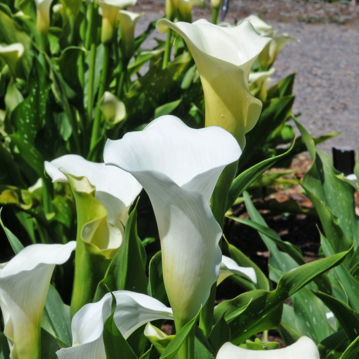 Zantedeschia Snow Storm